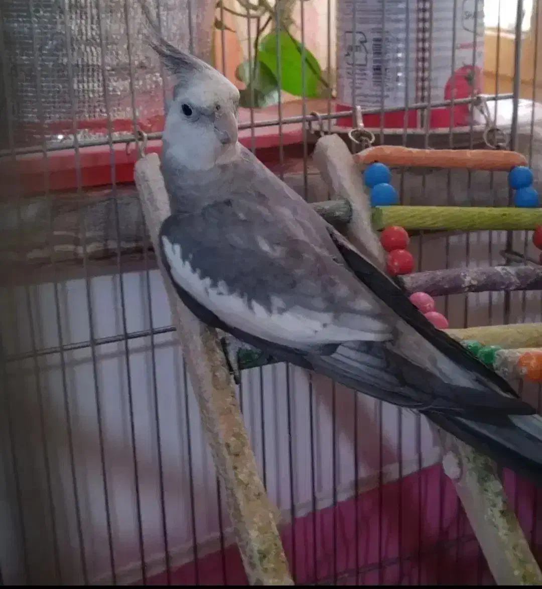 وایتفیس نرآماده|پرنده|تاکستان, |دیوار