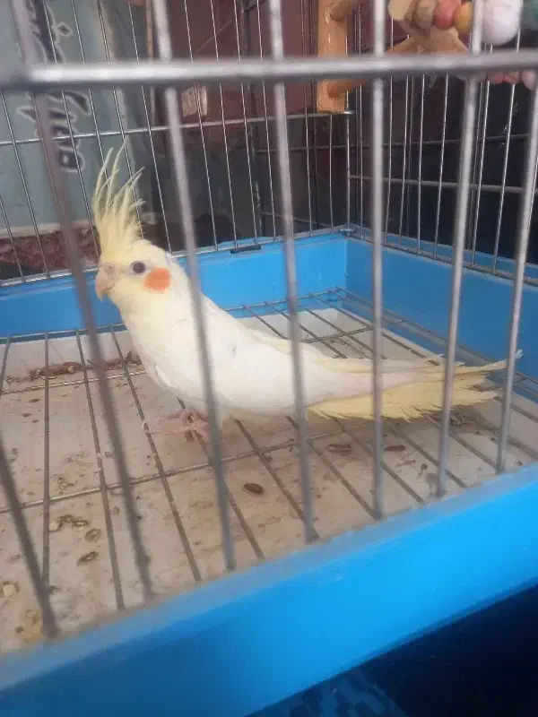 عروس نر جوان شش ماهه کشیده و زیبا|پرنده|فردیس, سرحدی|دیوار