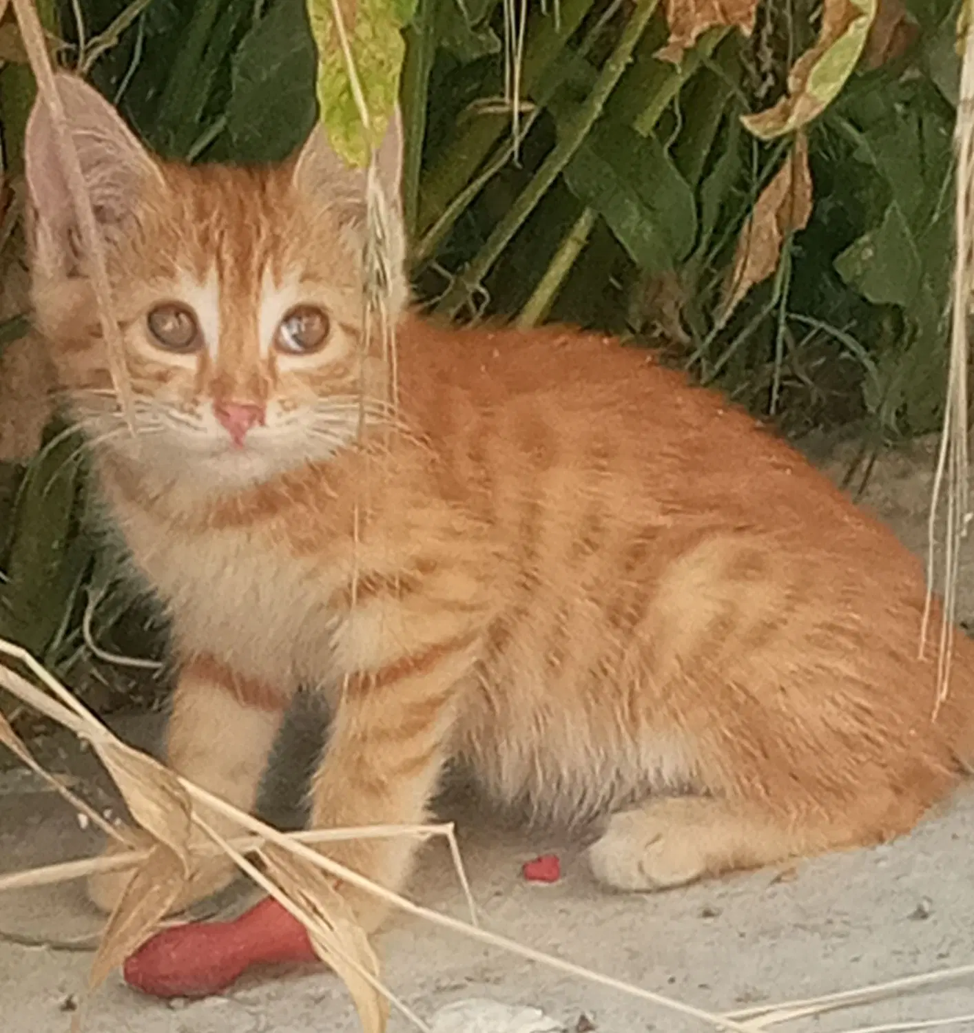 بچه گربه|گربه|چناران, |دیوار