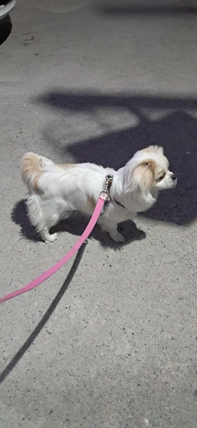 پیکینیز|سگ|وحیدیه, |دیوار