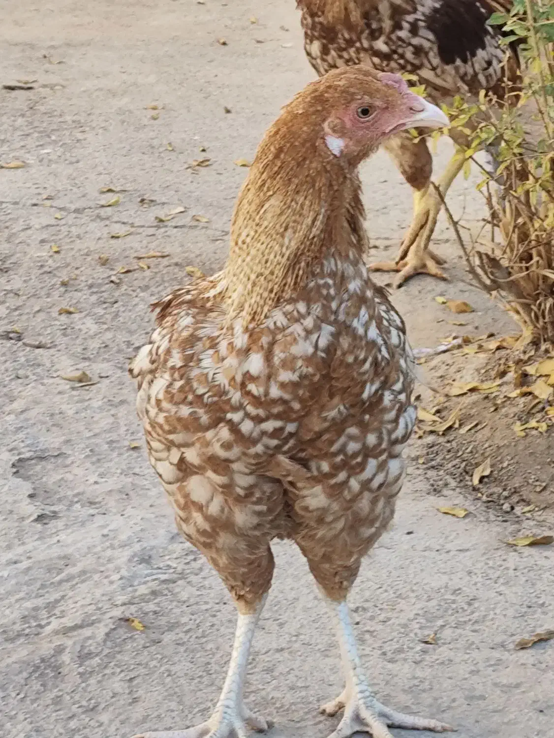 خروس|حیوانات مزرعه|خواف, |دیوار