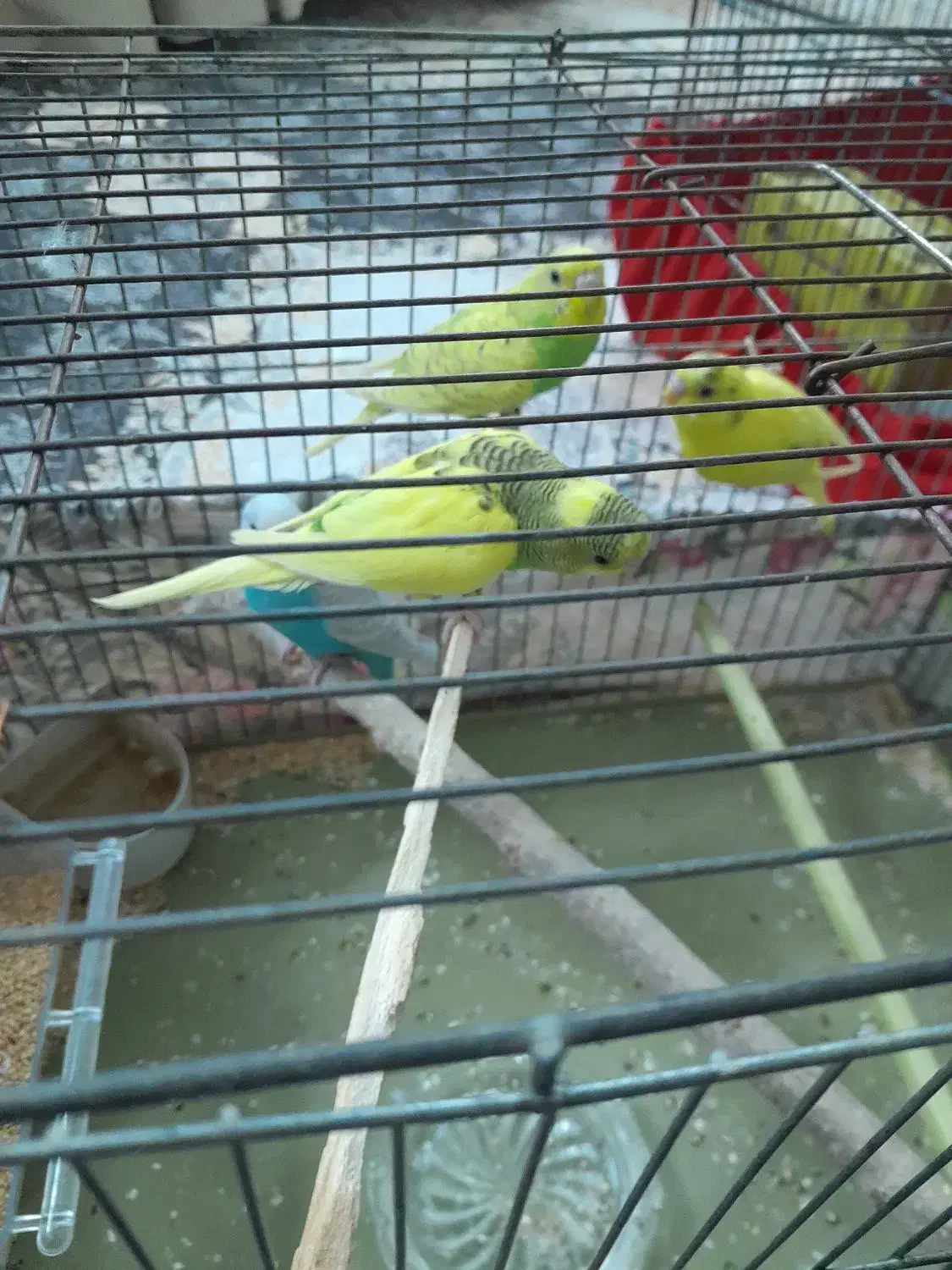 مرغ عشق دونه ای ۱۳۰|پرنده|قزوین, |دیوار