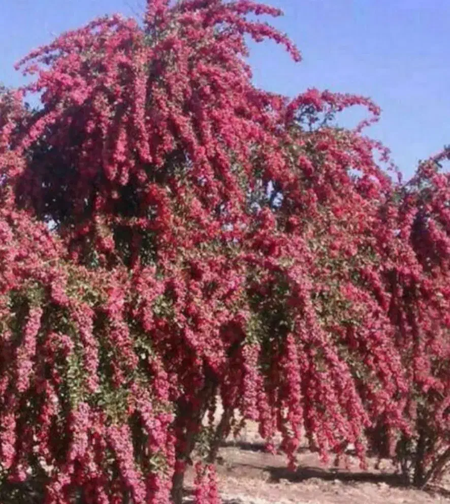 هرس درخت انگور وغیره|خدمات باغبانی و درختکاری|بیرجند, |دیوار