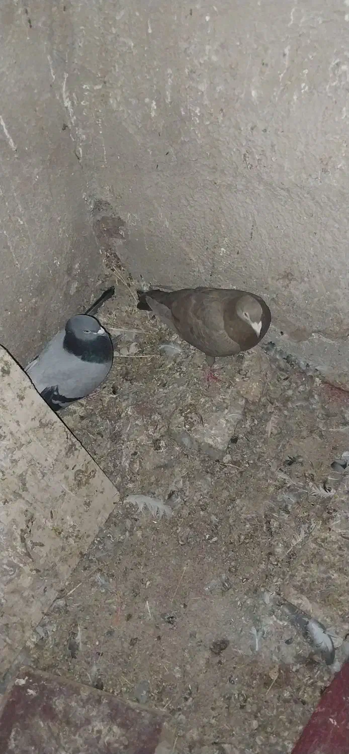 تعدادی کبوتر|پرنده|میانه, |دیوار