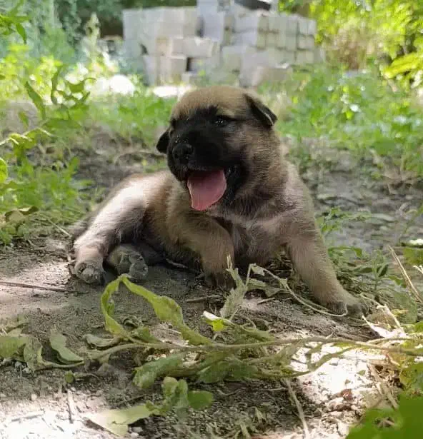 توله سگ سرابی اصیل|سگ|تهران, اکباتان|دیوار