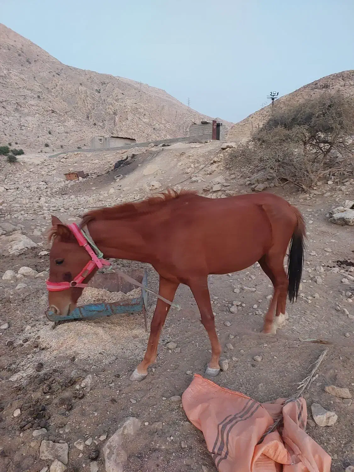 اسب۲ساله|اسب و تجهیزات اسبسواری|بهبهان, |دیوار