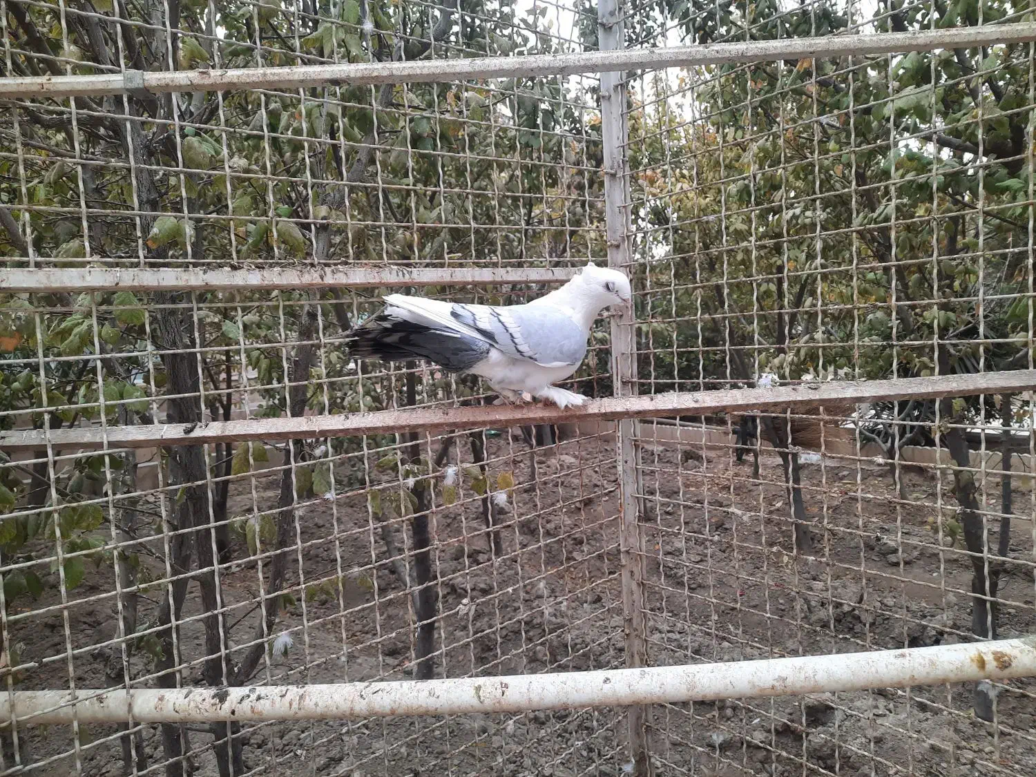 کفتر بلژیکی|پرنده|صفادشت, |دیوار