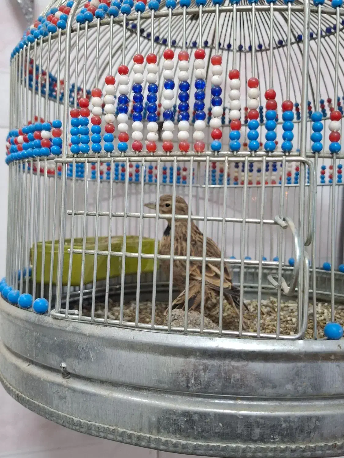 سره خاکی|پرنده|اردبیل, |دیوار