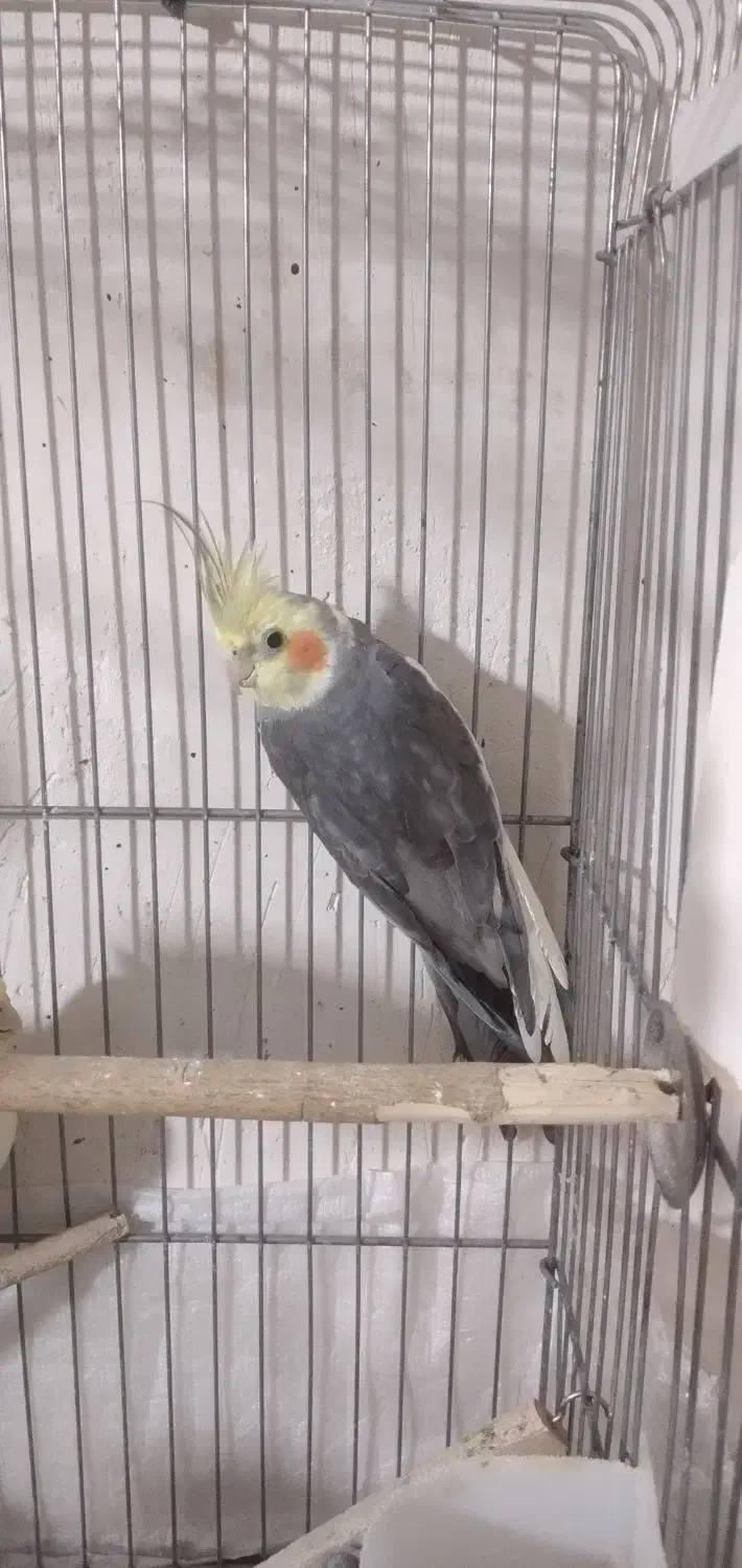 عروس جفت لوتینو نر سفید ماده زرده و یه نر اهوی|پرنده|ماکو, |دیوار