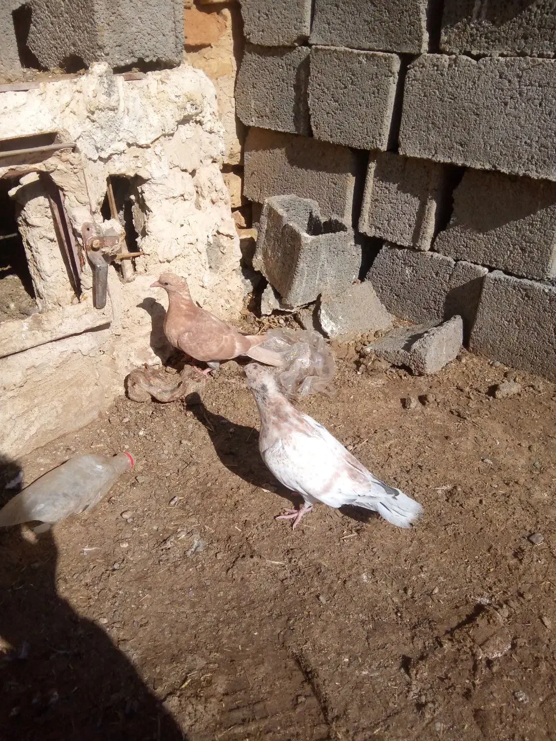 جوجه کبوتر|پرنده|تایباد, |دیوار