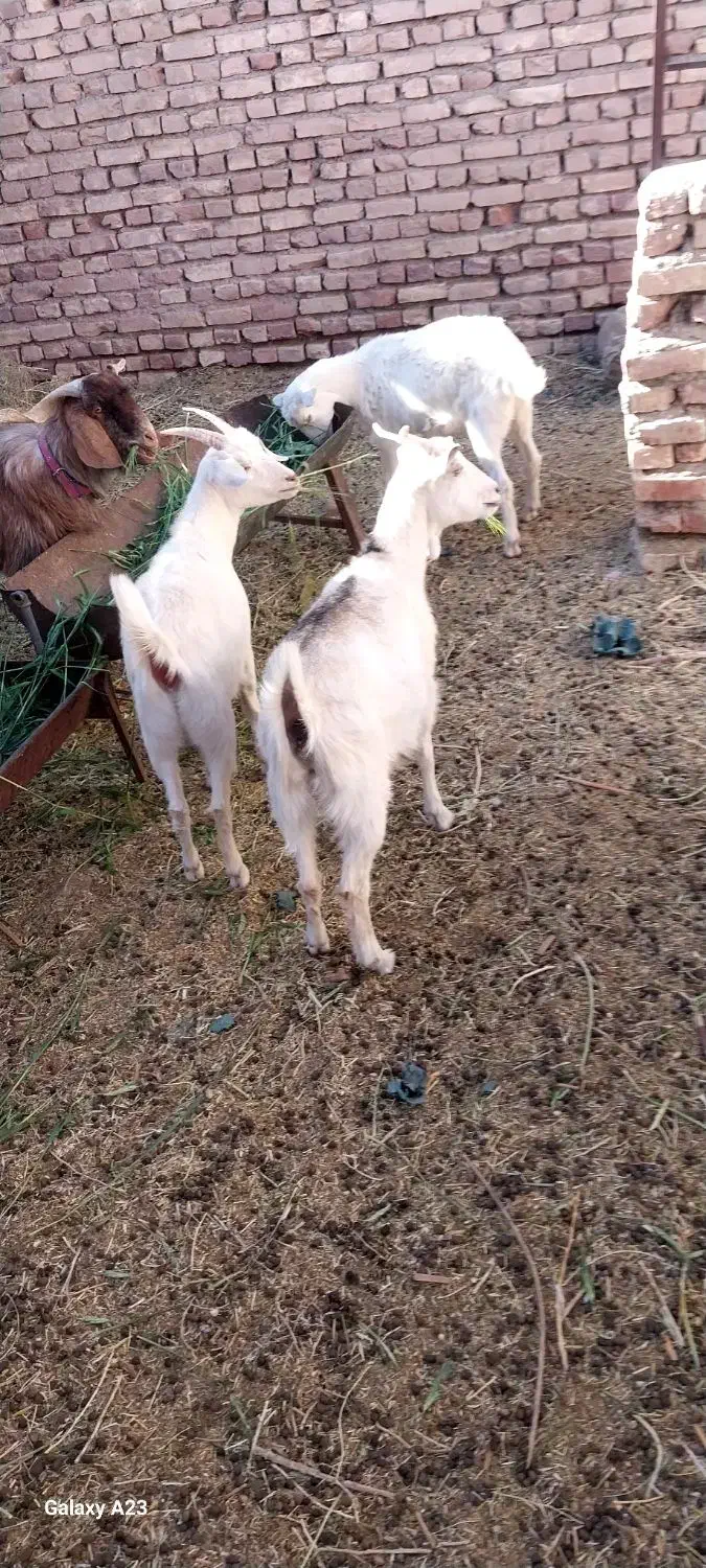 سانن|حیوانات مزرعه|سده (خراسان جنوبی), |دیوار