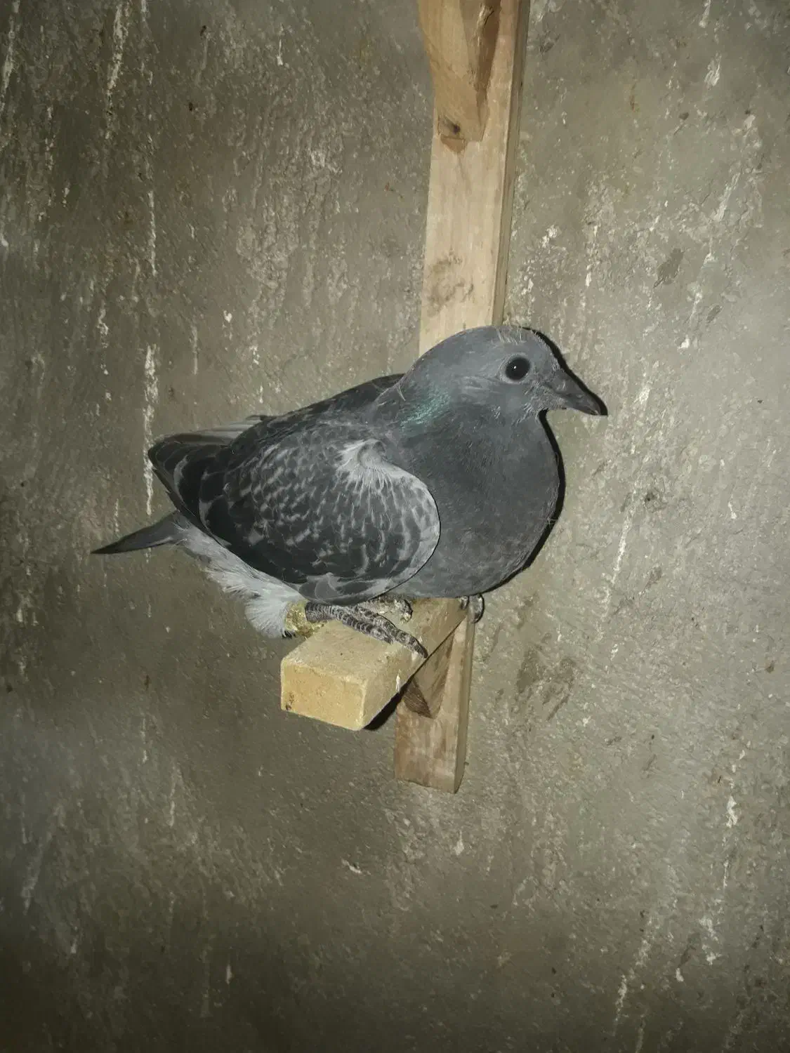 کبوتر|پرنده|برازجان, |دیوار