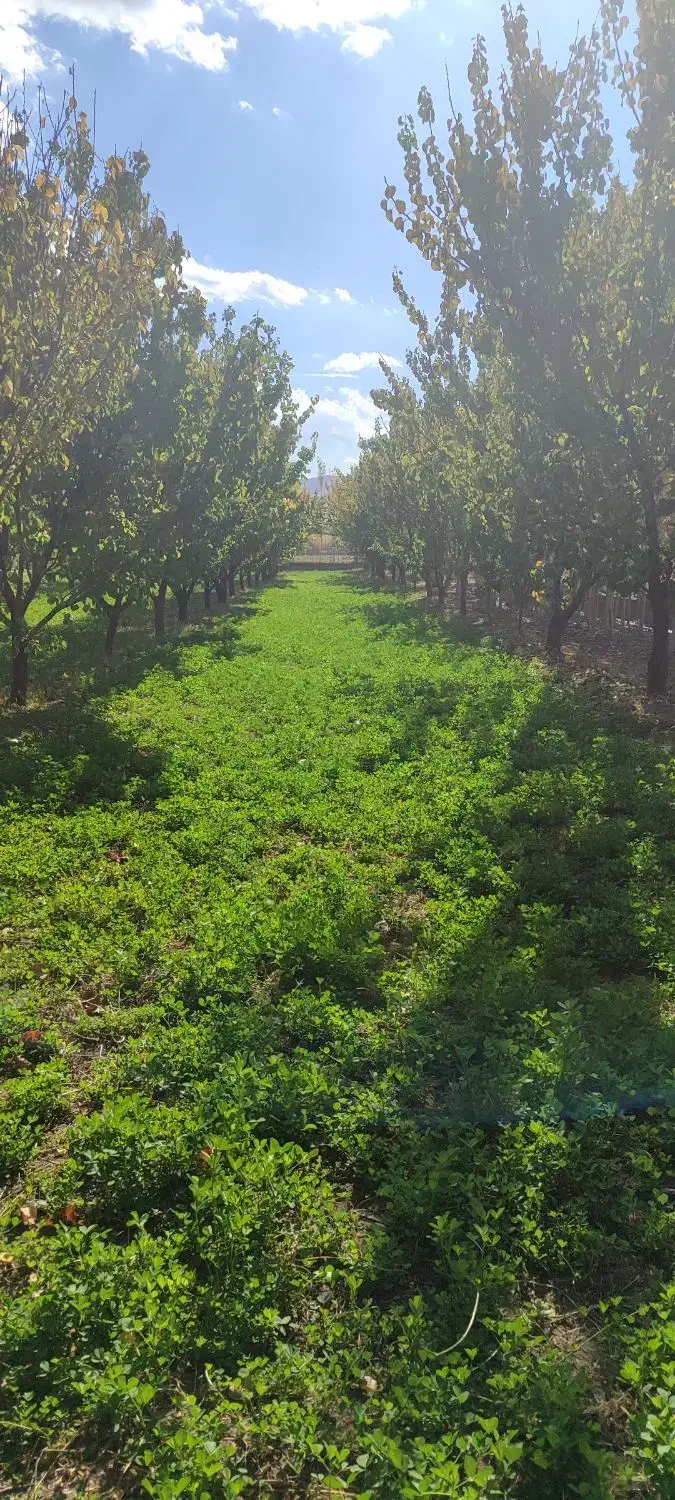 یونجه و سامان|خدمات باغبانی و درختکاری|ایواوغلی, |دیوار