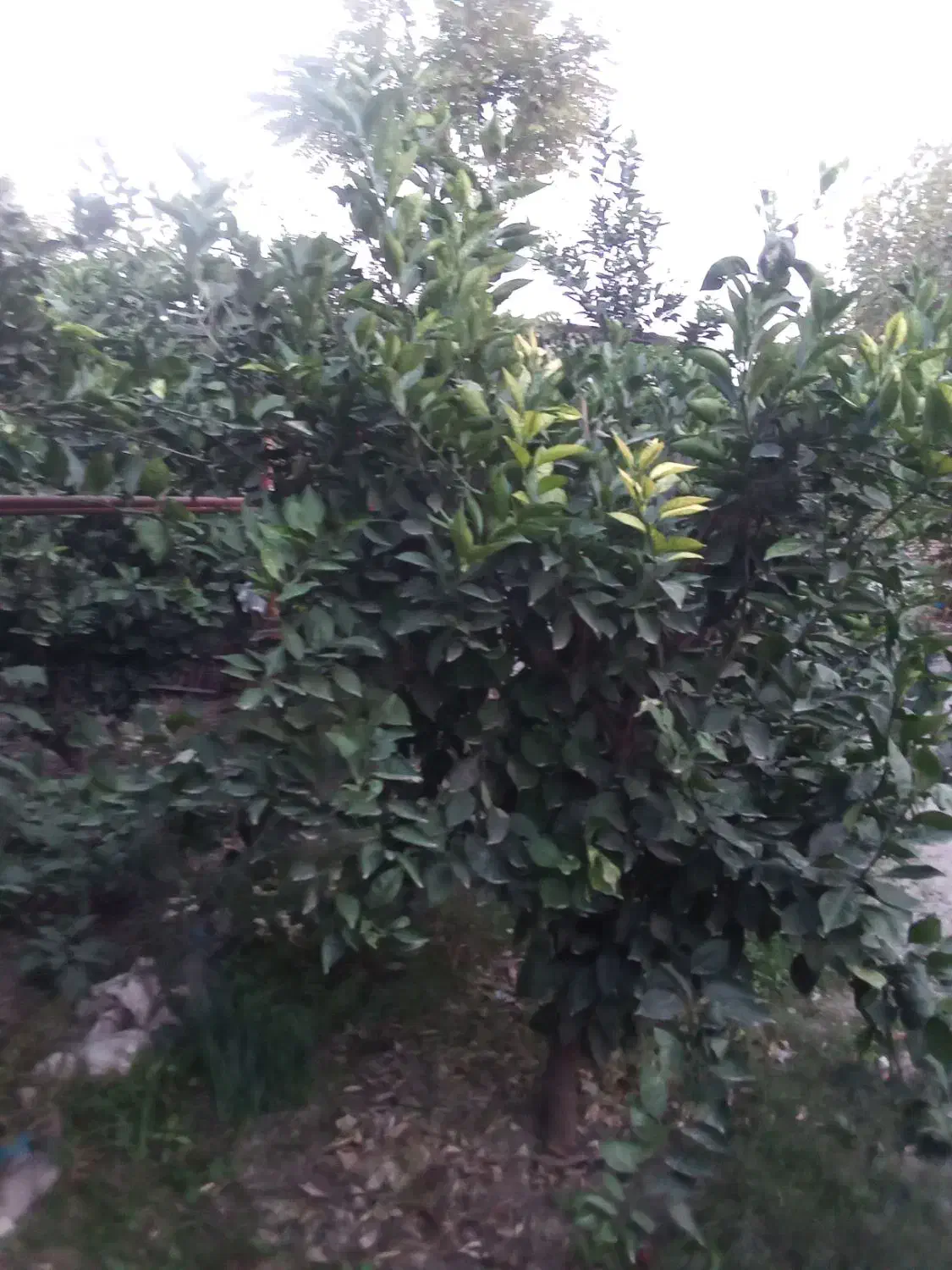 کارهای باغبانی وفضای سبز|خدمات باغبانی و درختکاری|گرگان, |دیوار