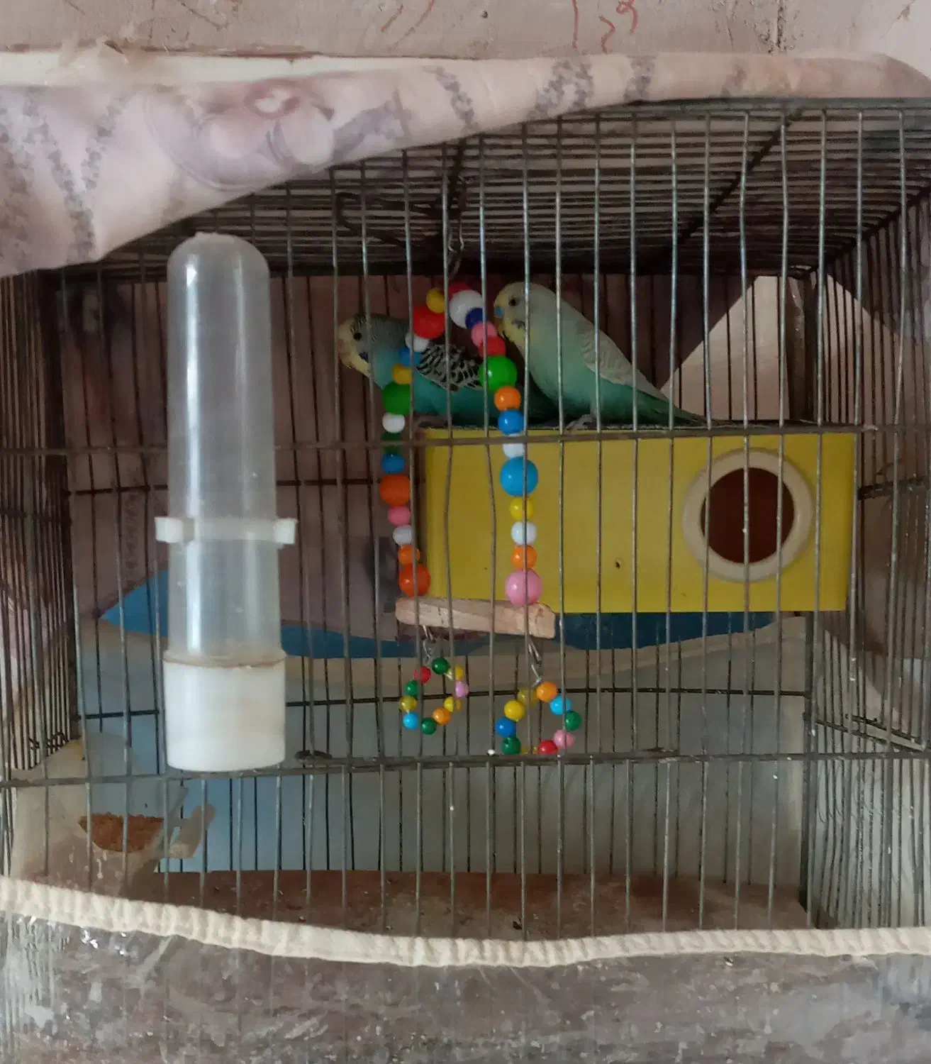 دوعددمرغ عشق|پرنده|هریس, |دیوار