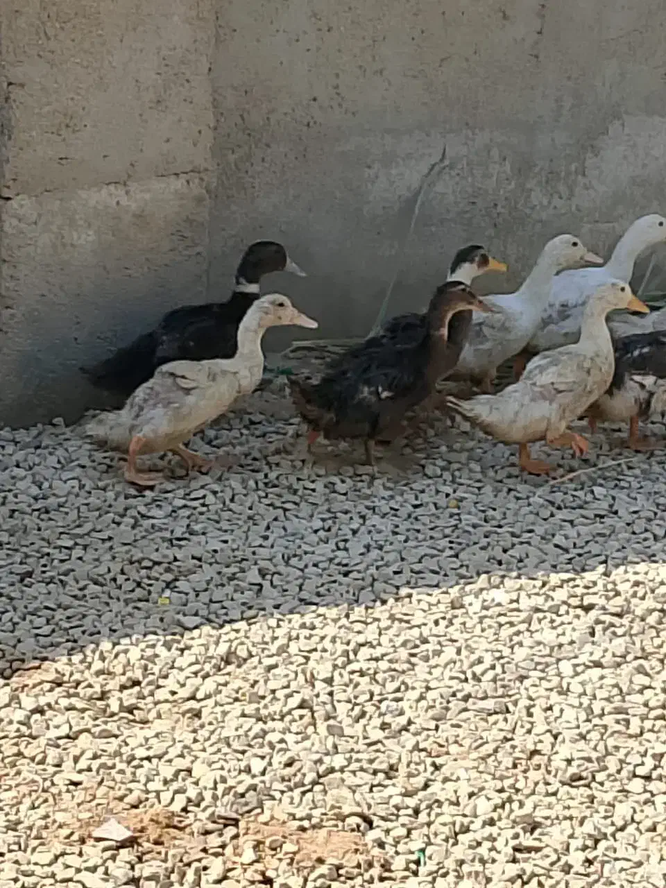 اردک|حیوانات مزرعه|رامشیر, |دیوار