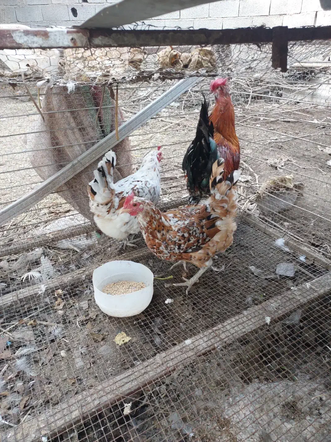 مرغ و خروس گلین|حیوانات مزرعه|دابودشت, |دیوار