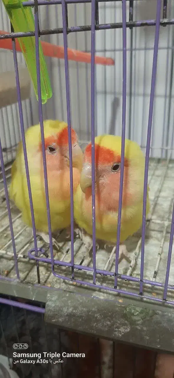 طوطی برزیلی|پرنده|مهدی شهر, |دیوار