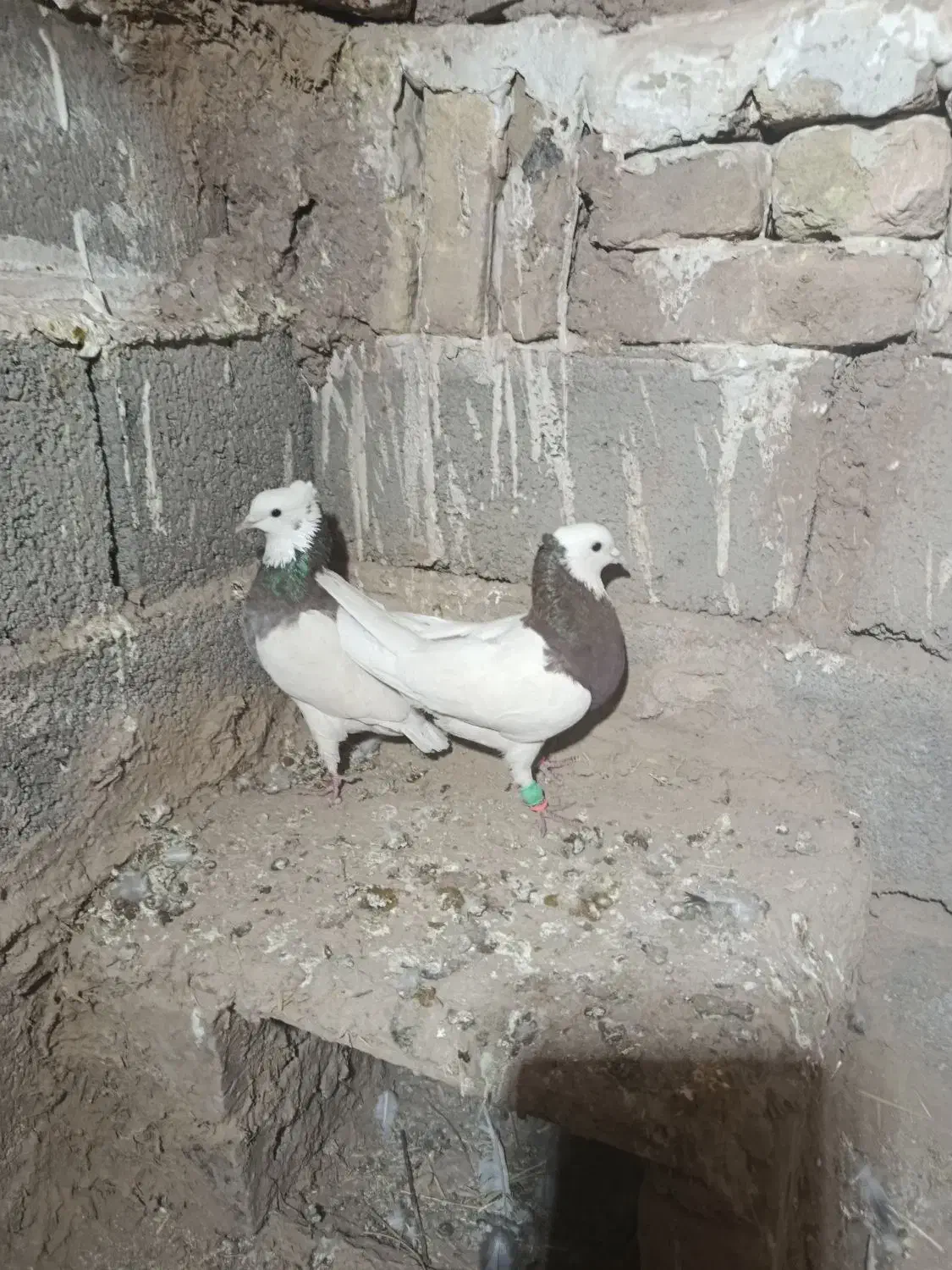 کبوتر|پرنده|سبزوار, باهنر|دیوار