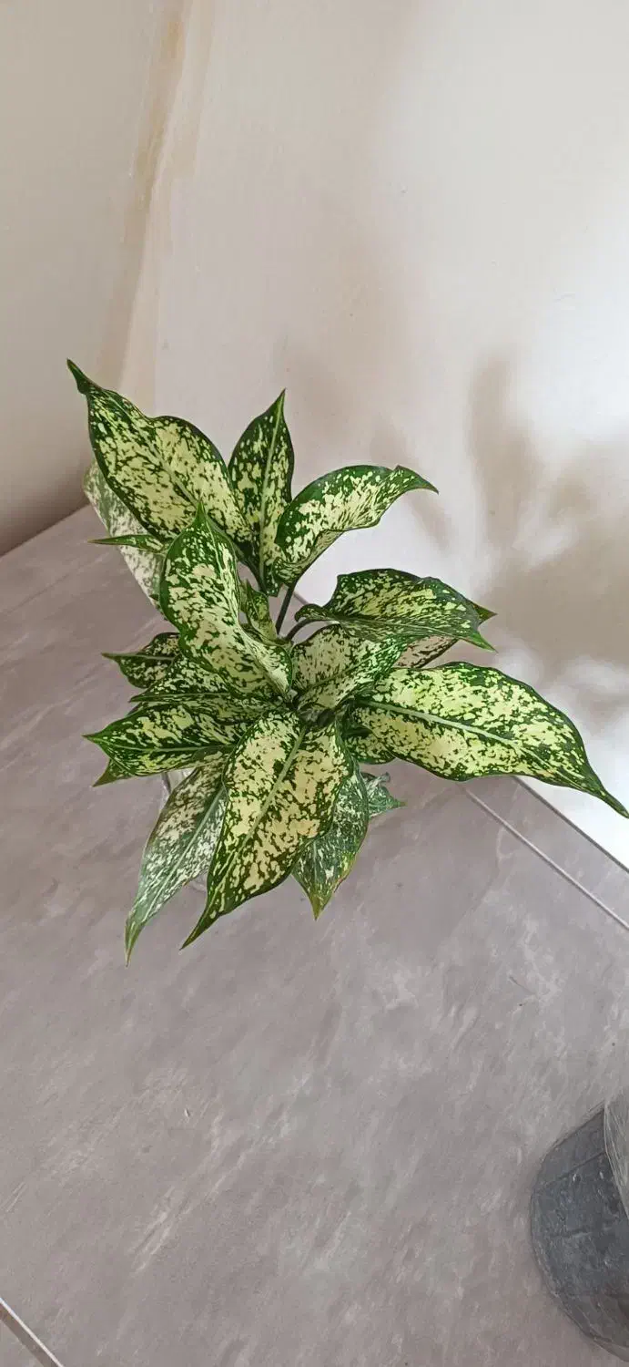 گلها فروشی|گل و گیاه طبیعی|خاش, |دیوار