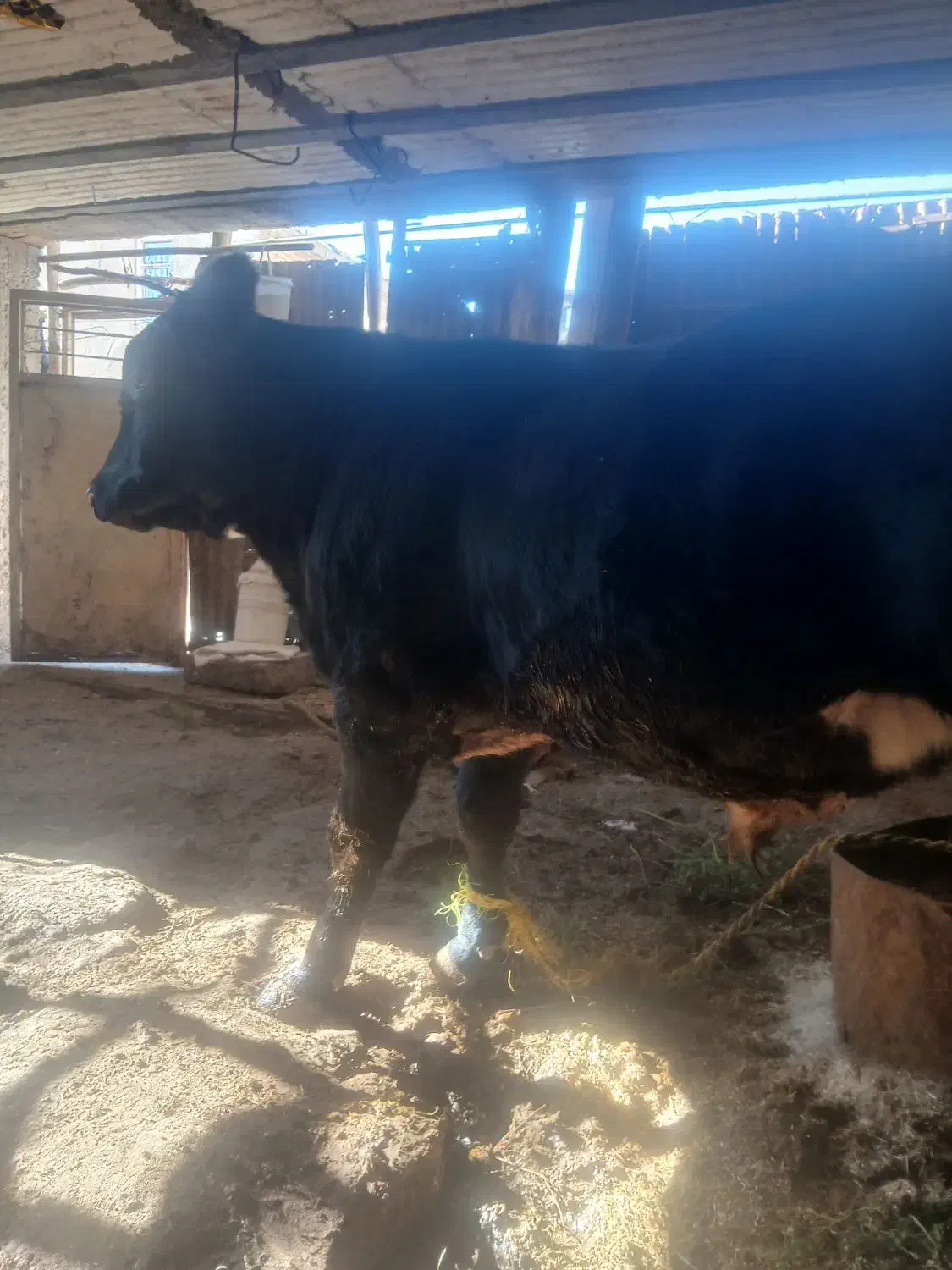 گوساله نره سوپر گوشت|حیوانات مزرعه|گچی, |دیوار