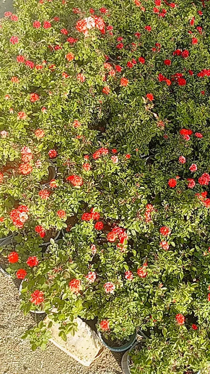 تولید کننده انواع رز هلندی و ساناز|گل و گیاه طبیعی|شریفآباد, |دیوار