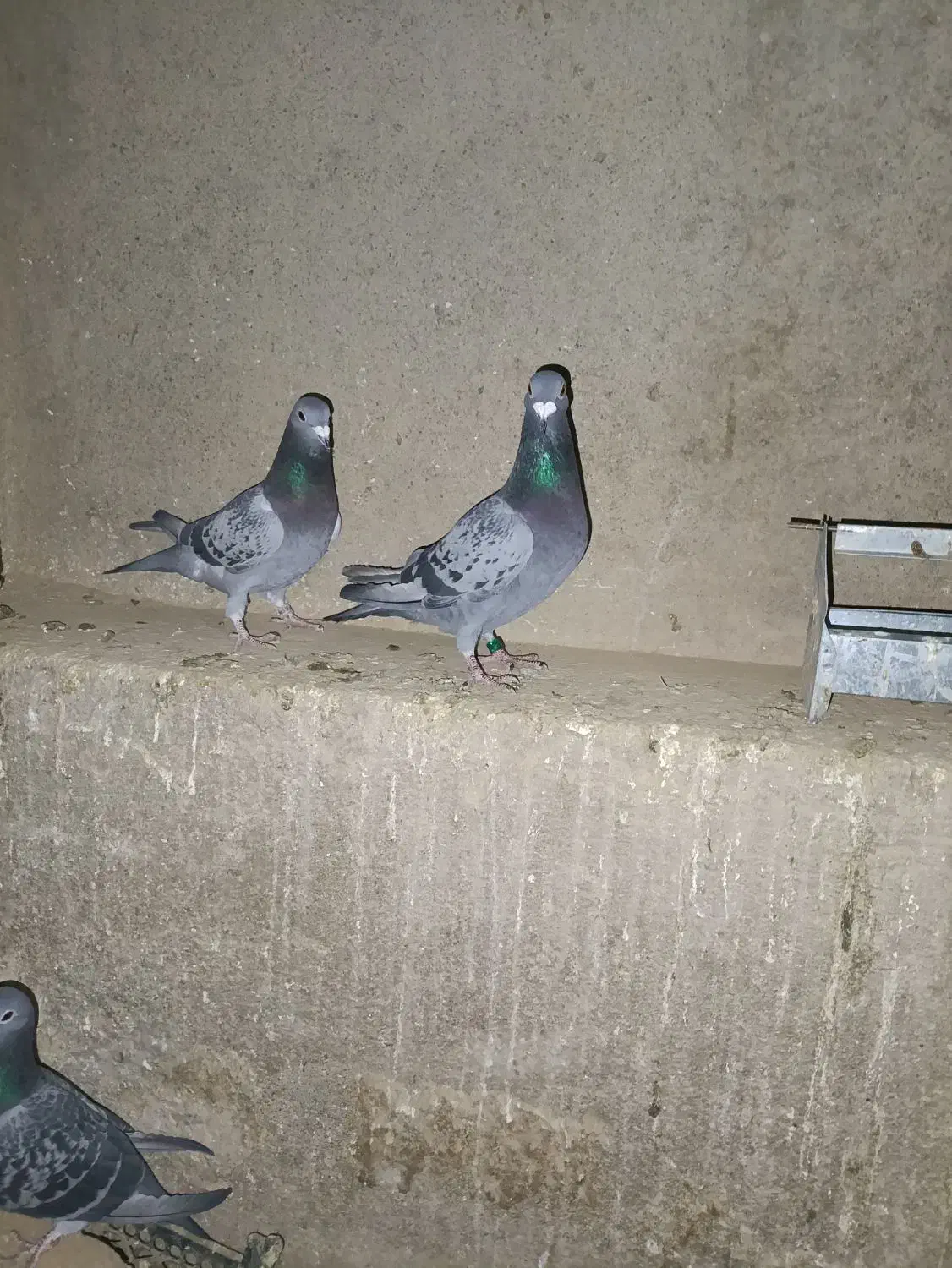 کبوتر پلاکی|پرنده|کبودرآهنگ, |دیوار