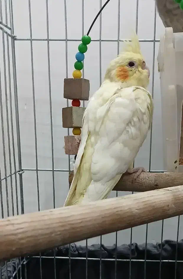 طوطی عروس هلندی ماده|پرنده|رشت, رودباری|دیوار