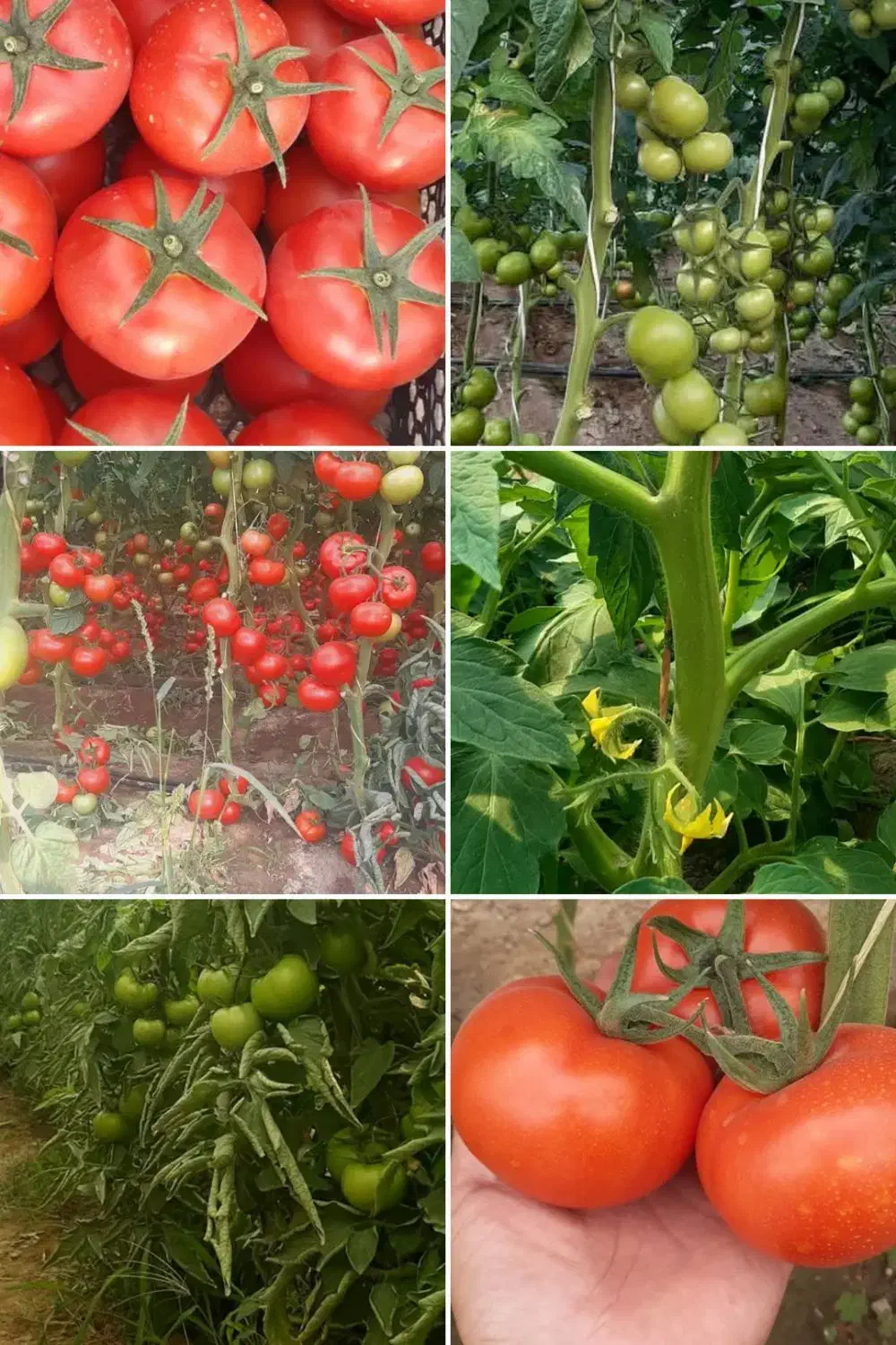 برنامه کودهی|خدمات باغبانی و درختکاری|شهریار, شهریار|دیوار