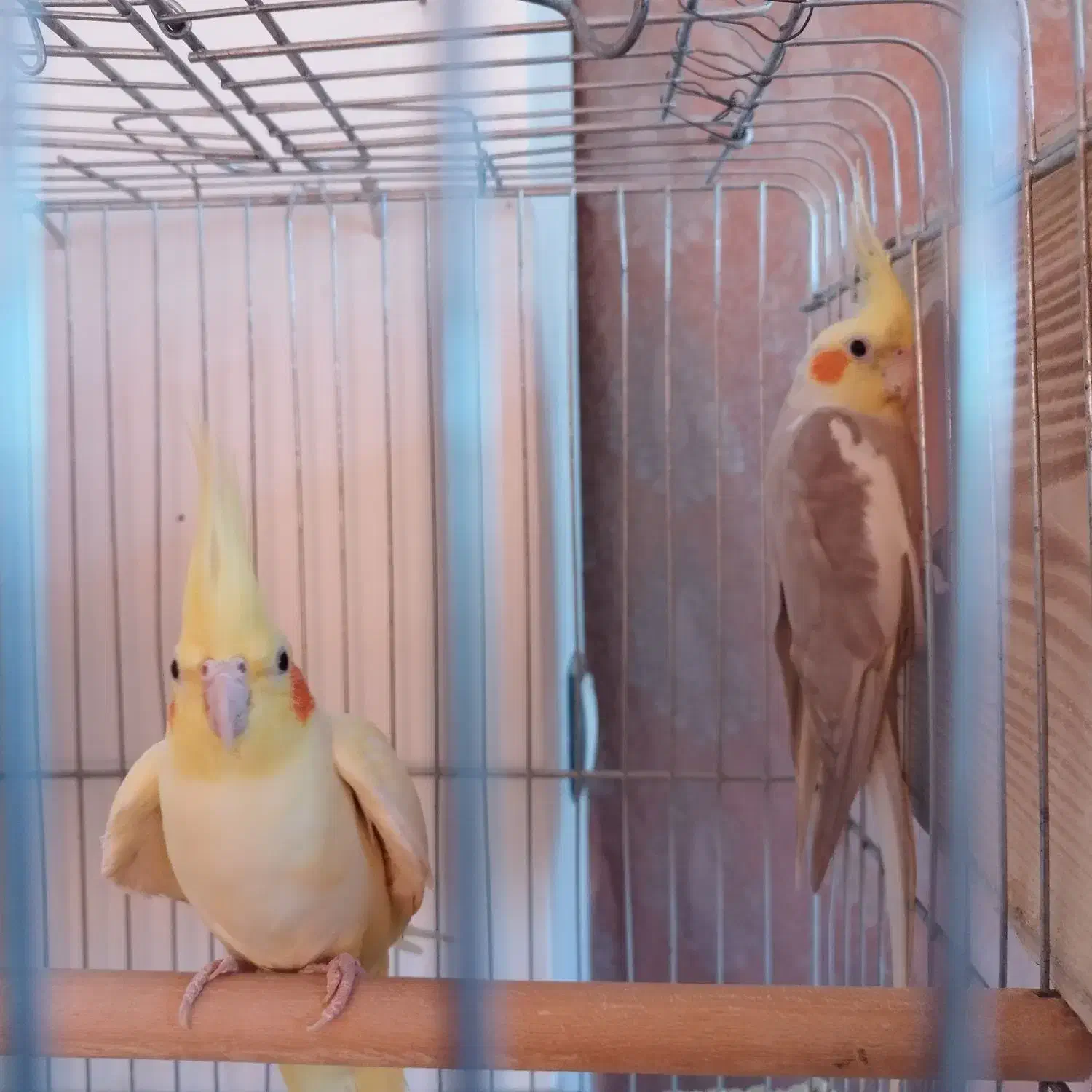 جفت عروس هلندی با تخم نطفه دار|پرنده|نورآباد ممسنی, |دیوار