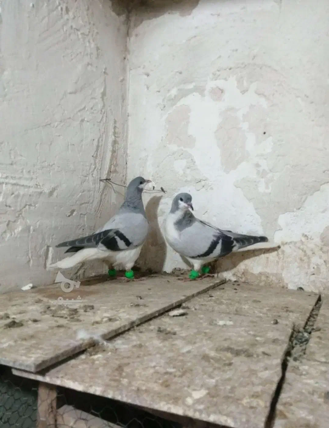 کبوتر کفتر طوقی و امری سبز|پرنده|کاشمر, |دیوار