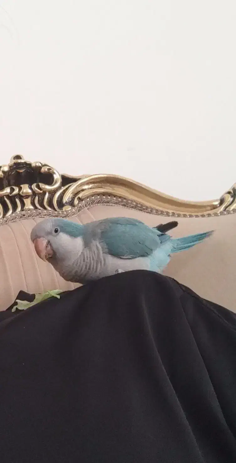 طوطی راهب سخنگو|پرنده|کرمانشاه, |دیوار