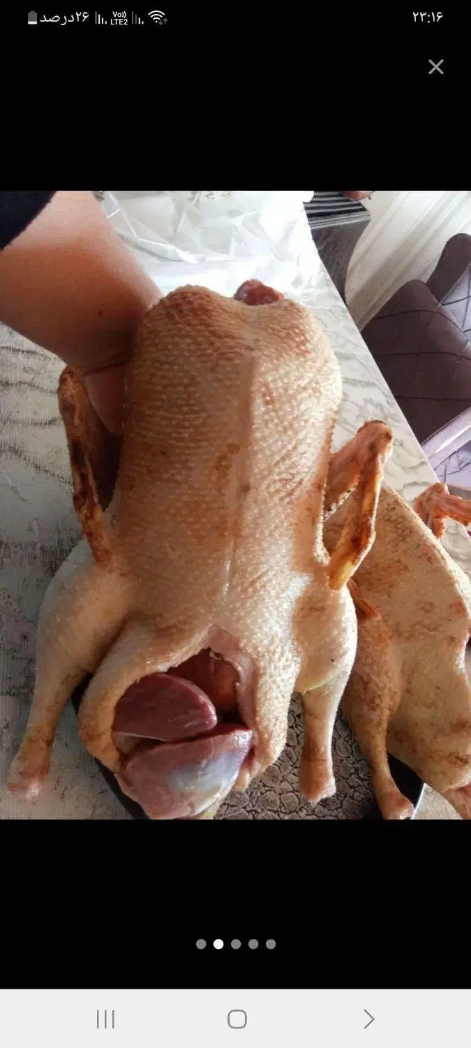 غاز.اوردگ .بوقلمون .مرغ خروس. زنده و پر کنده|حیوانات مزرعه|رشت, فلسطین|دیوار