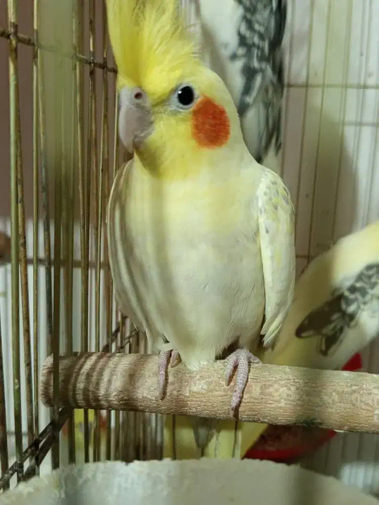 پانزده جفت عروس هلندی تخم گذار فروش فوری|پرنده|شاهین‌شهر, امام حسین|دیوار