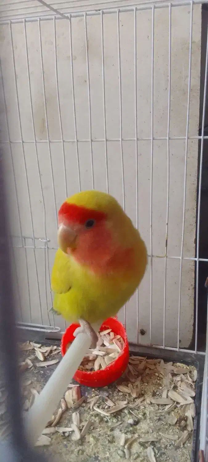 کوتوله برزیلی|پرنده|کاشمر, |دیوار