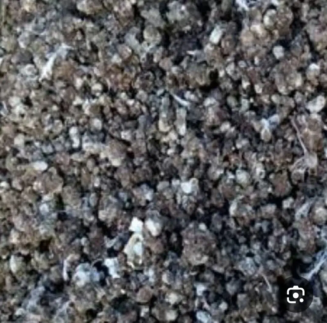 بوقلمون کود|گل و گیاه طبیعی|قم, باغ کرباسی|دیوار