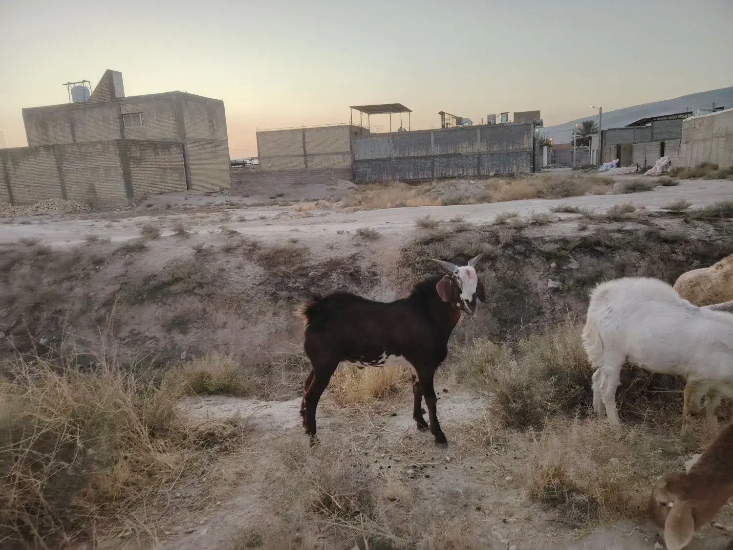 فروش کهره نر|حیوانات مزرعه|شیراز, کفترک|دیوار