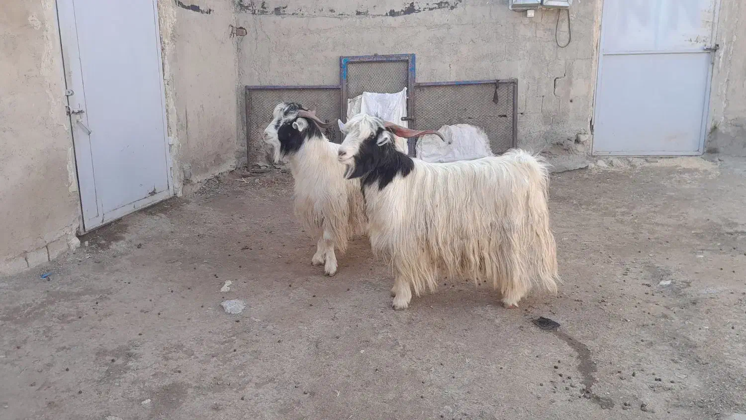 نیری سر رش کور|حیوانات مزرعه|پیرانشهر, |دیوار