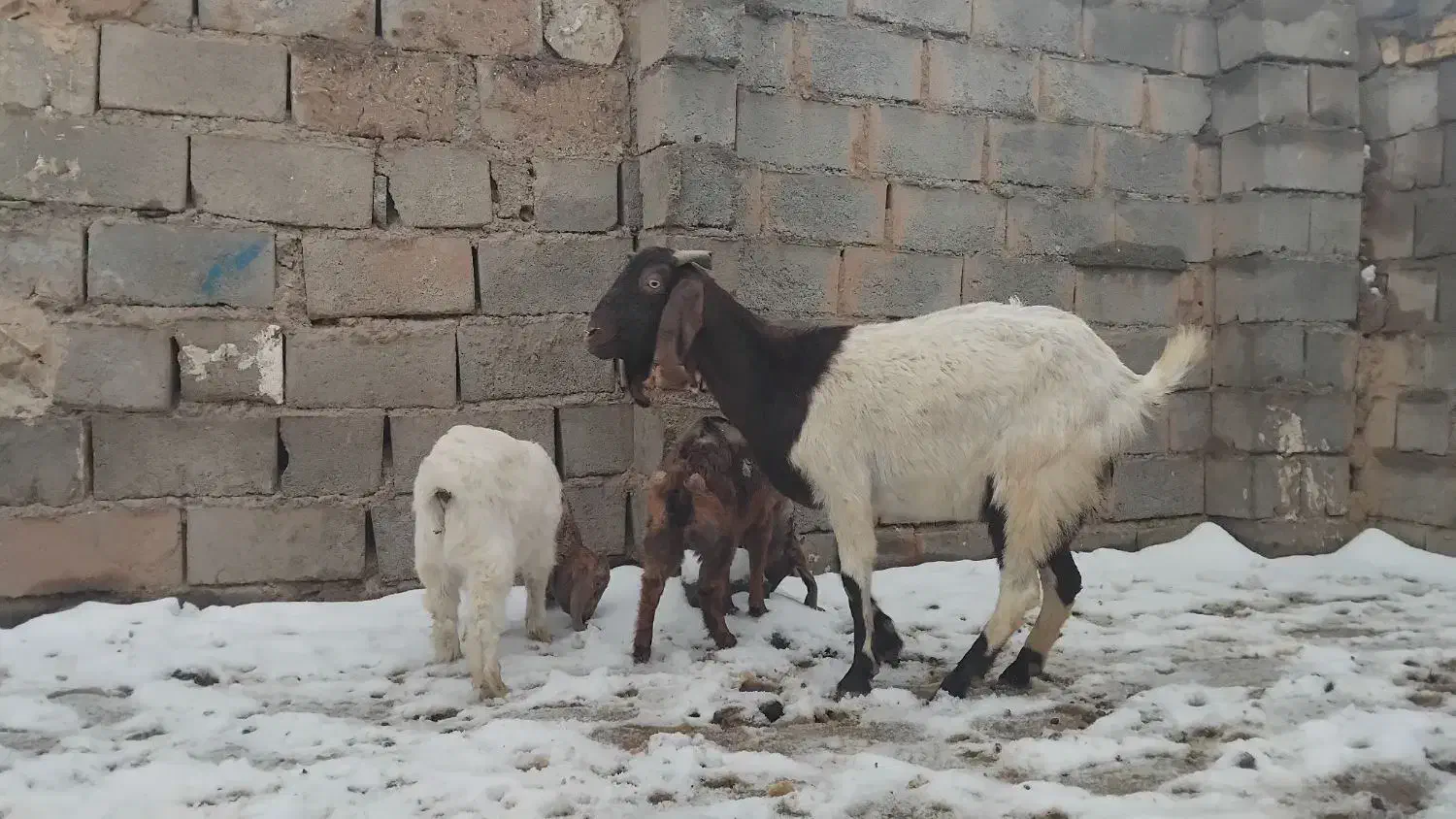 بزن دوقلو و جوان دورگ|حیوانات مزرعه|تربت جام, جامرود|دیوار