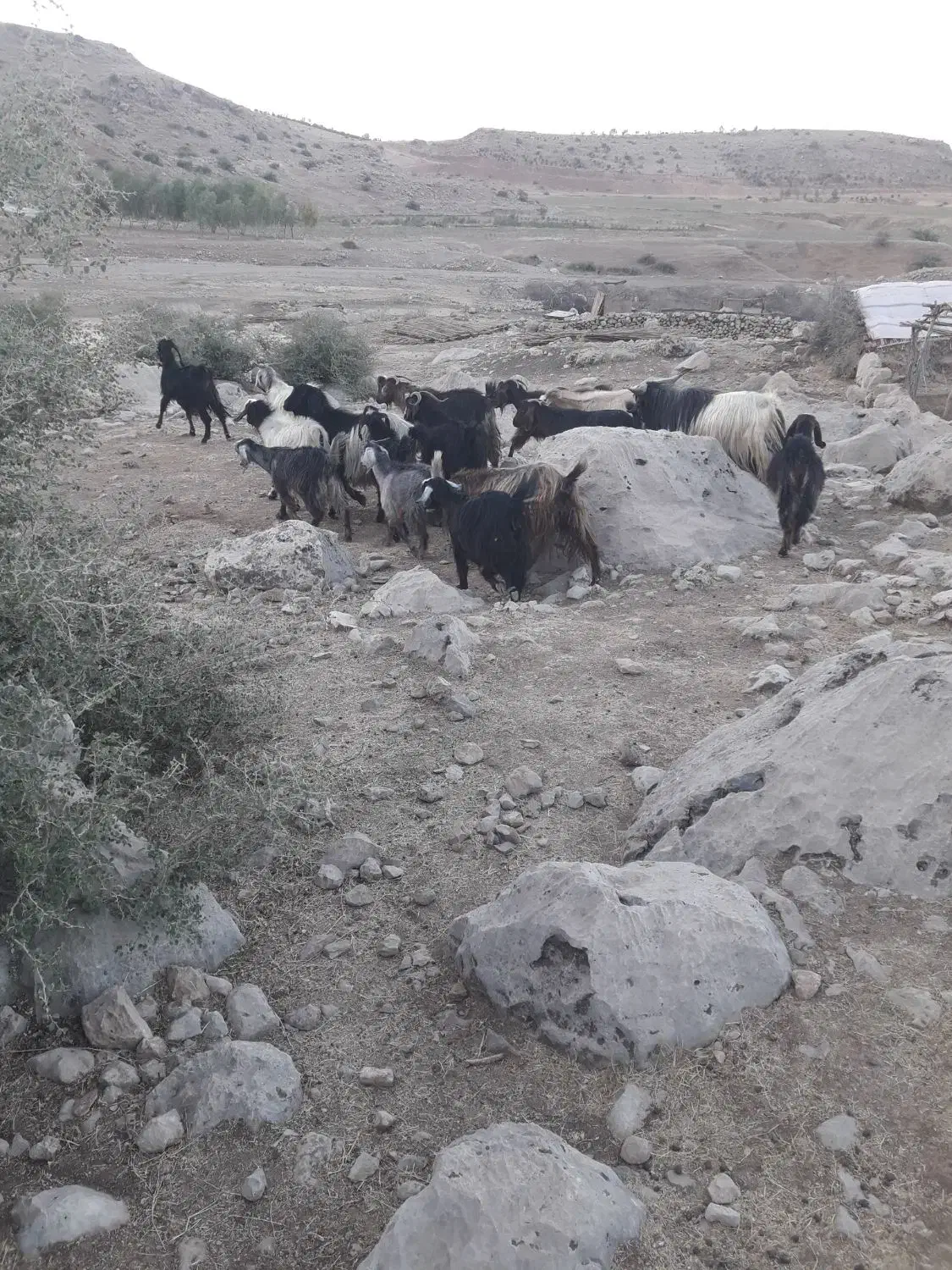 بز وبزغاله|حیوانات مزرعه|دره شهر, |دیوار