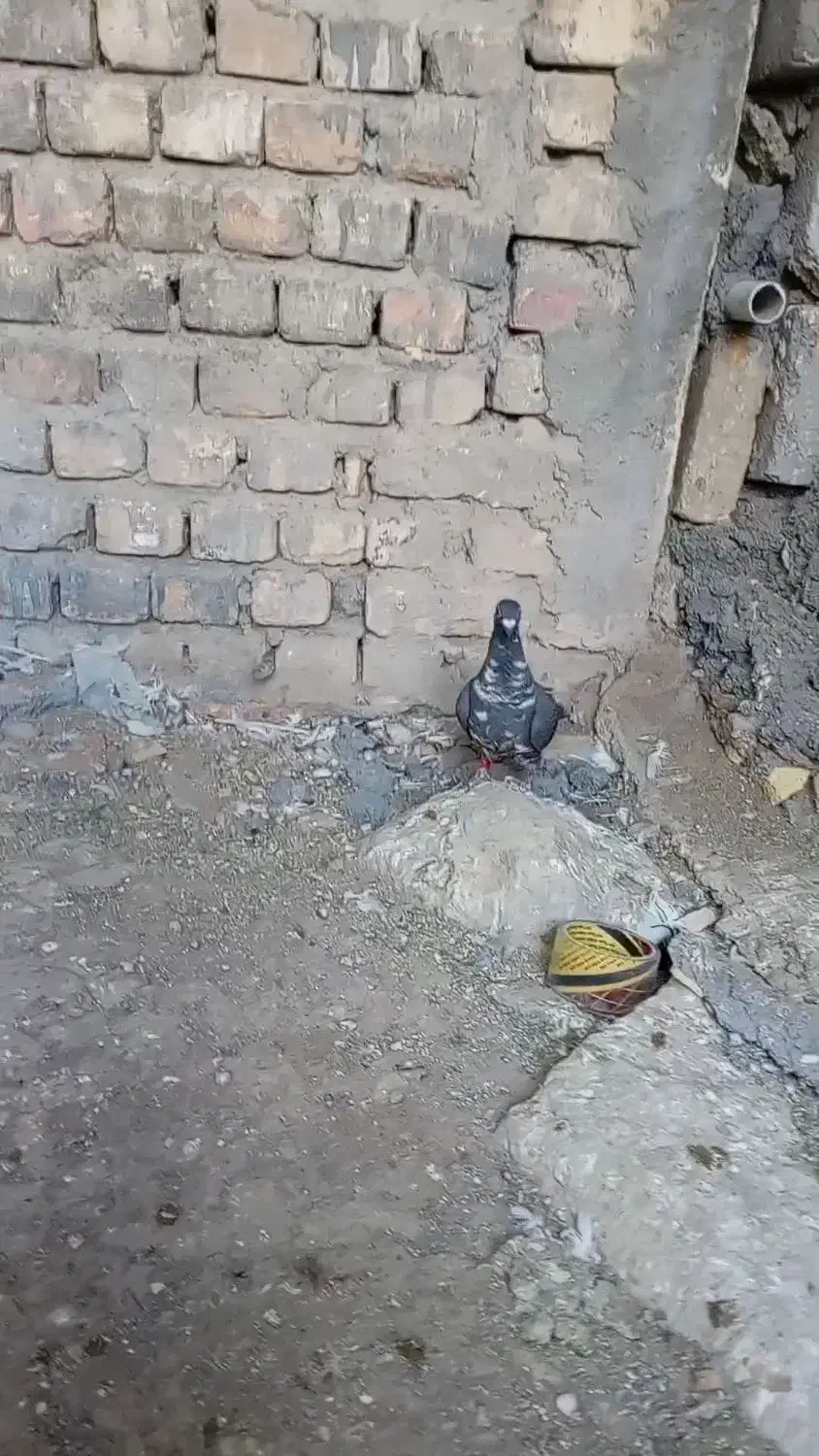 سینه سفد. کشکی|پرنده|اصفهان, دانشگاه اصفهان|دیوار