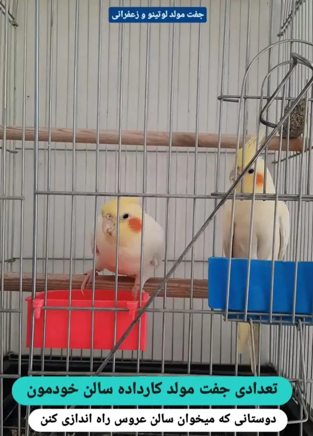 گرینچیک و عروس هلندی|پرنده|ماکو, |دیوار