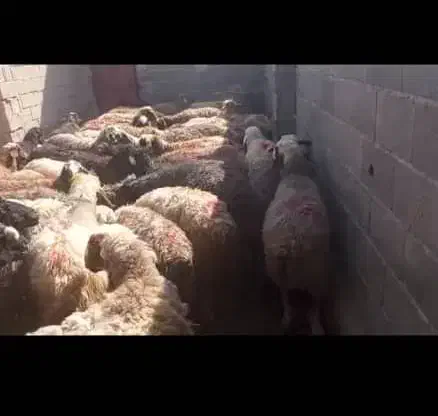 میش|حیوانات مزرعه|شیراز, رحمت‌آباد|دیوار