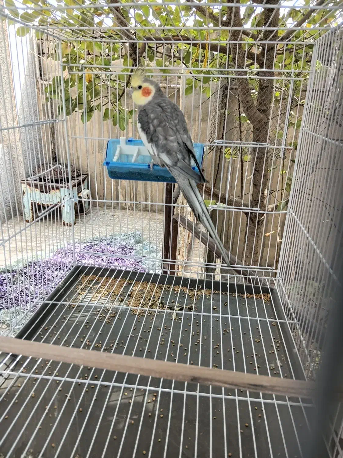 عروس هلندی سخنگو|پرنده|زاوه, |دیوار