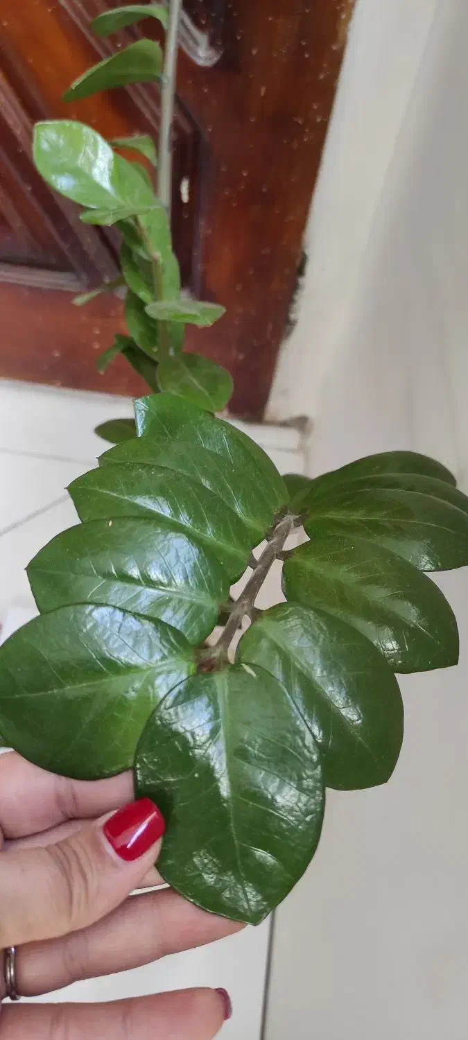 زاموفیلیا|گل و گیاه طبیعی|تهران, گمرک|دیوار