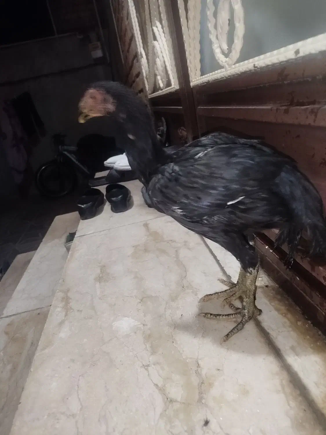 جوجه لاری|حیوانات مزرعه|سرپل ذهاب, |دیوار