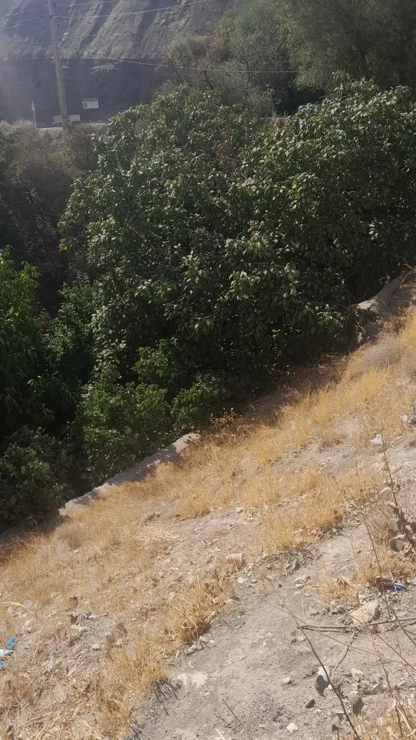 باغ فوری فروشی|فروش دفتر صنعتی، کشاورزی، تجاری|کن, |دیوار