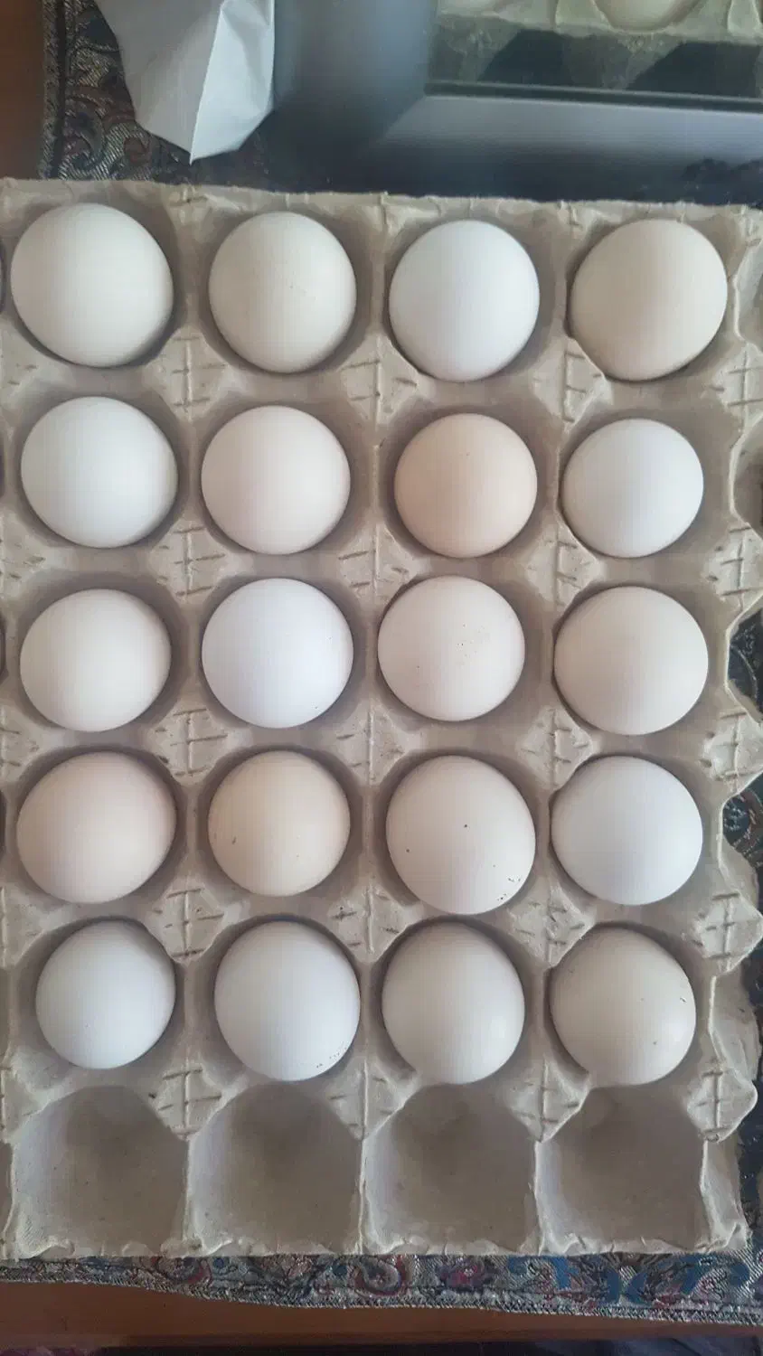 تخم مرغ گلین تازه و اصل|حیوانات مزرعه|اردبیل, |دیوار