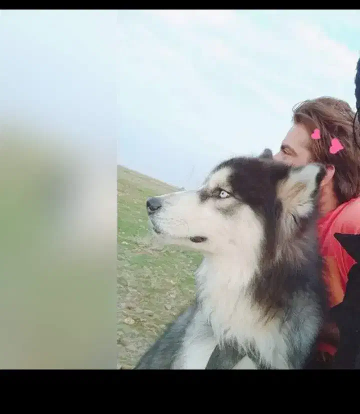 سگ هاسکی|سگ|بندر ماهشهر, |دیوار