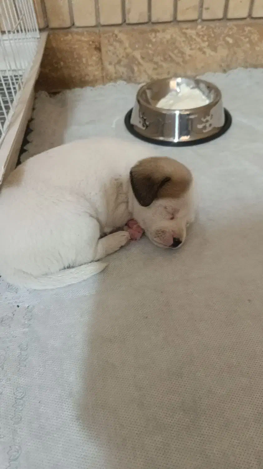 واگذاری توله سگ  جک راسل تریر فوری|سگ|شیراز, گلکوب|دیوار